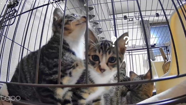 みりちゃむが保護した猫