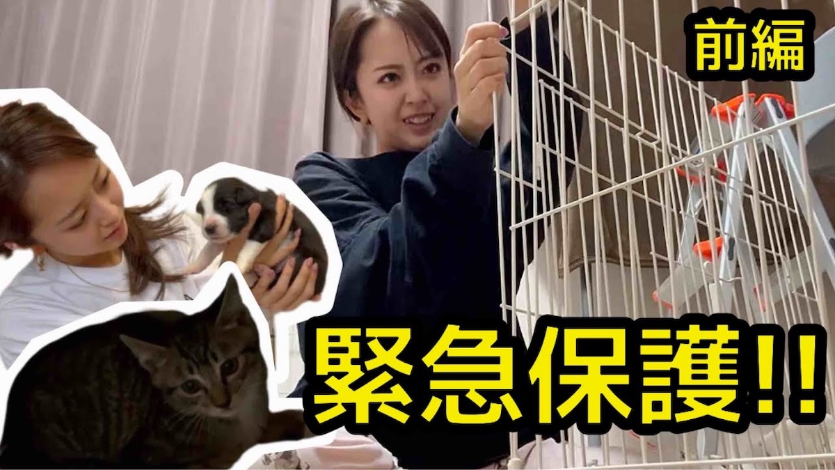 みりちゃむが保護した猫