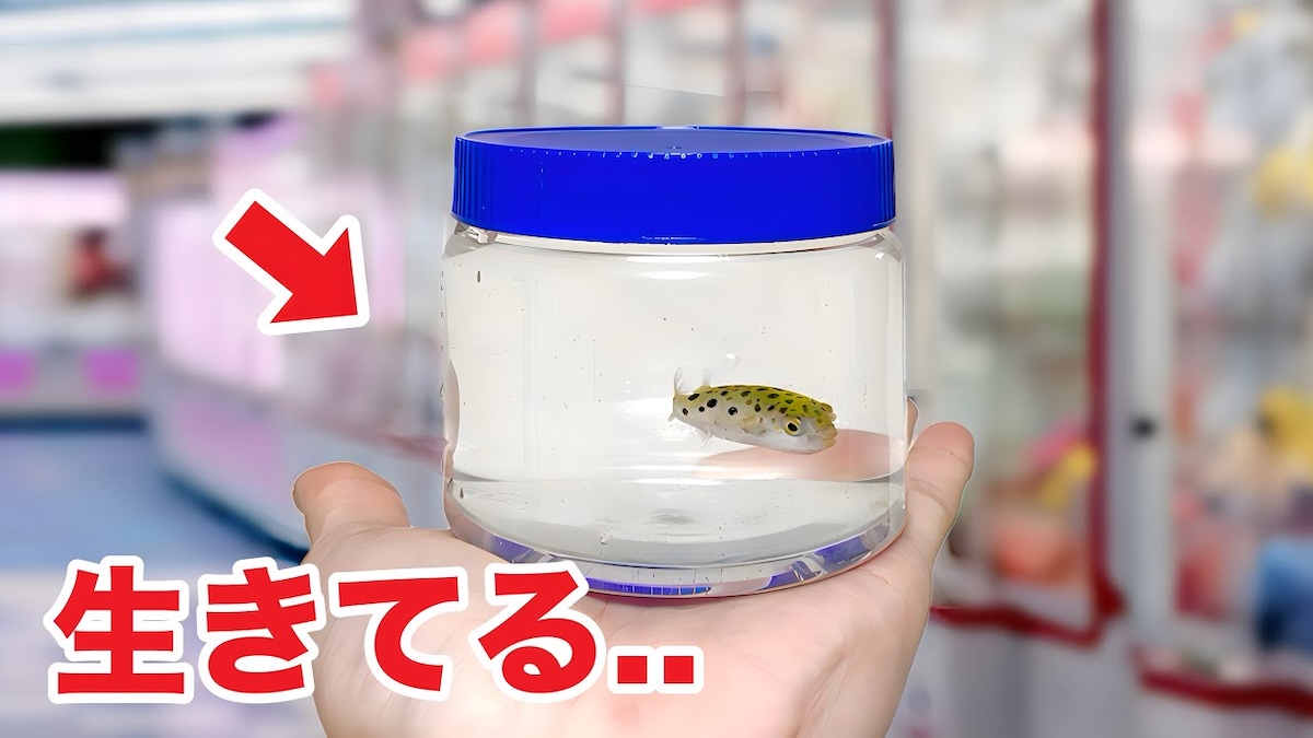 ゲームの景品にもなっていたフグを飼育