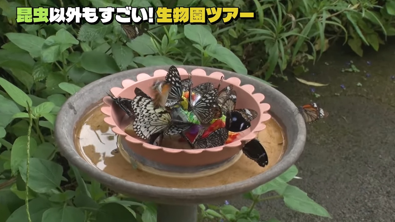 香川照之、YouTubeで生物園を訪ね大興奮の画像