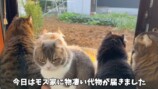 巨大なキャットツリーでくつろぐ猫たち