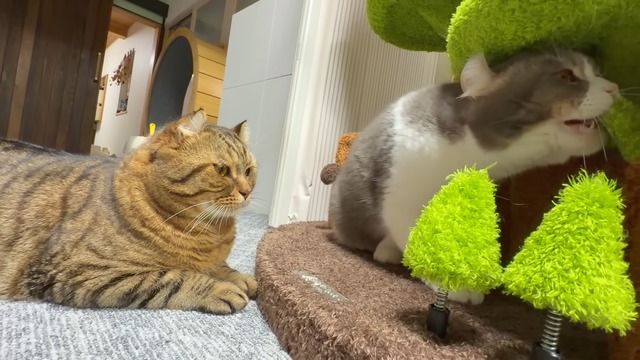 巨大なキャットツリーでくつろぐ猫たち