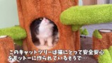 巨大なキャットツリーでくつろぐ猫たち