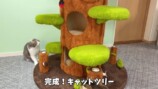 巨大なキャットツリーでくつろぐ猫たち