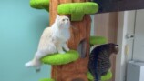 巨大なキャットツリーでくつろぐ猫たち