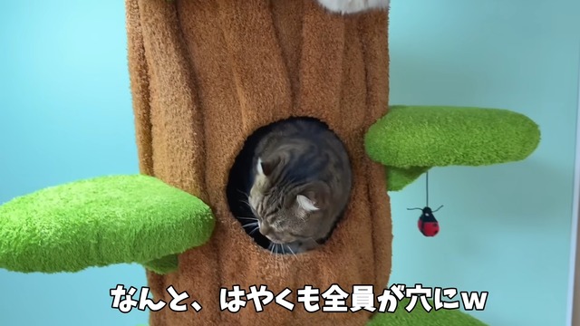 巨大なキャットツリーでくつろぐ猫たち