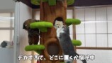 巨大なキャットツリーでくつろぐ猫たち