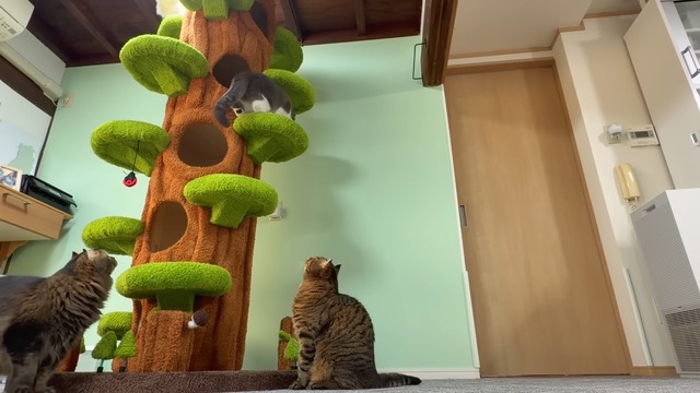 巨大なキャットツリーでくつろぐ猫たち