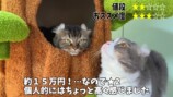 巨大なキャットツリーでくつろぐ猫たち