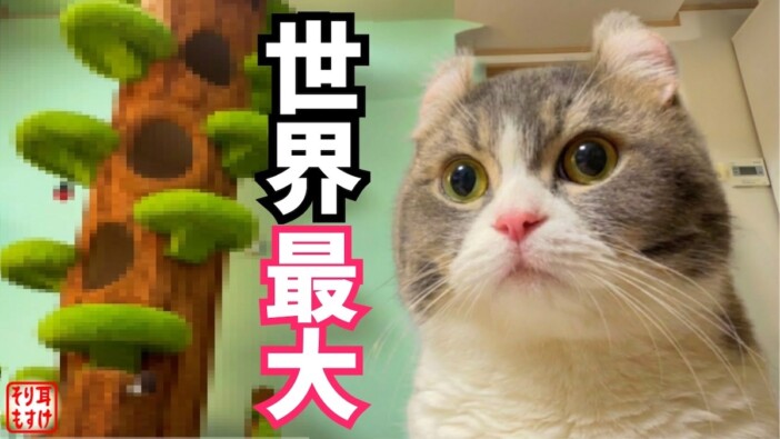 猫系YouTuber、2メートル越えの巨大キャットツリーを紹介 くつろぐ姿に視聴者「可愛すぎる」