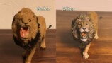 リペイントで大変貌した100円のライオンフィギュア