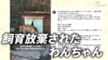 保護犬をお迎えする紗栄子