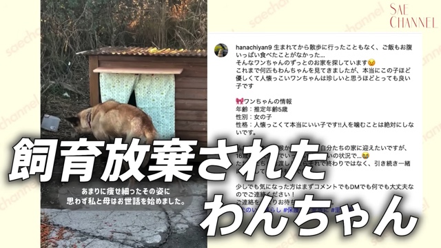 保護犬をお迎えする紗栄子