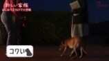 保護犬をお迎えする紗栄子