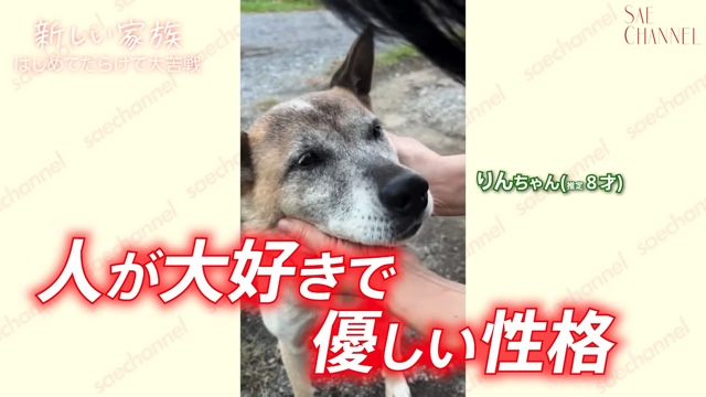 保護犬をお迎えする紗栄子