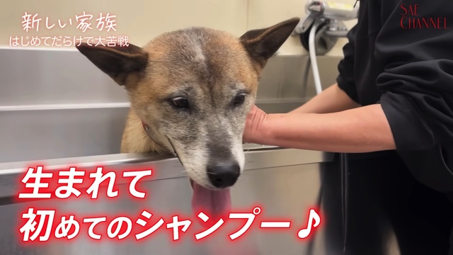 保護犬をお迎えする紗栄子
