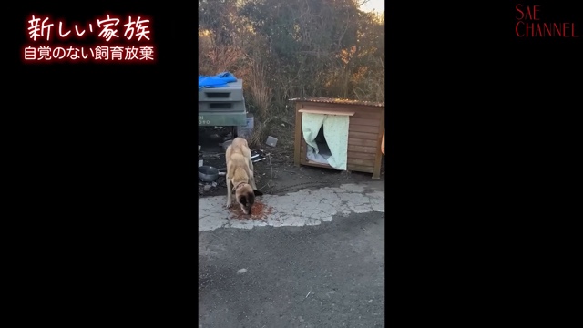 保護犬をお迎えする紗栄子