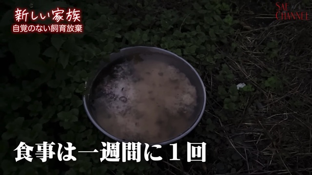 保護犬をお迎えする紗栄子