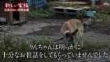 保護犬をお迎えする紗栄子