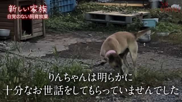 保護犬をお迎えする紗栄子