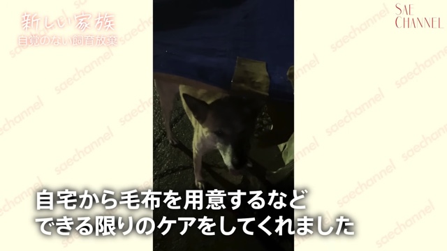 保護犬をお迎えする紗栄子