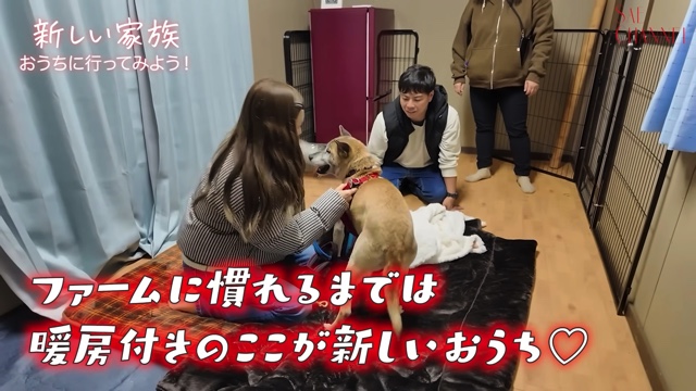 保護犬をお迎えする紗栄子