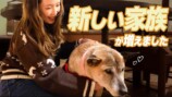 保護犬をお迎えする紗栄子