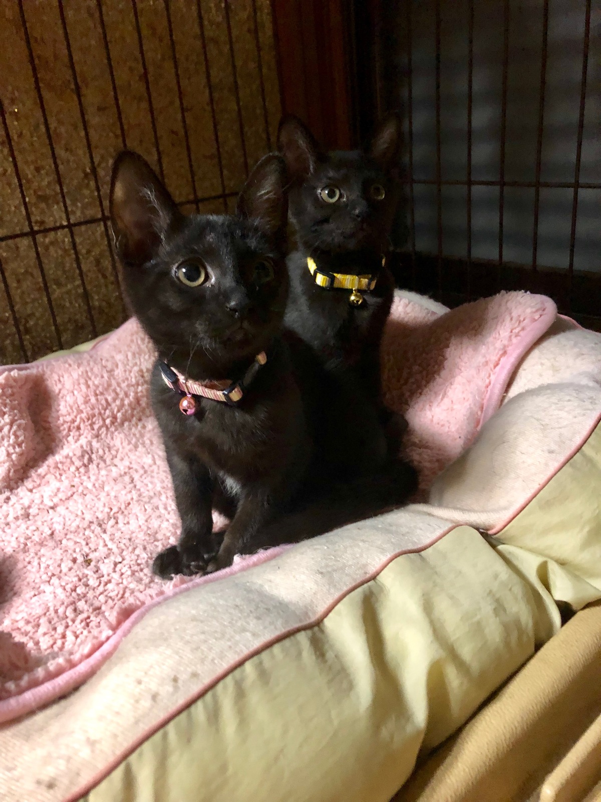 小泉今日子、『小雨日記』新装版刊行の画像