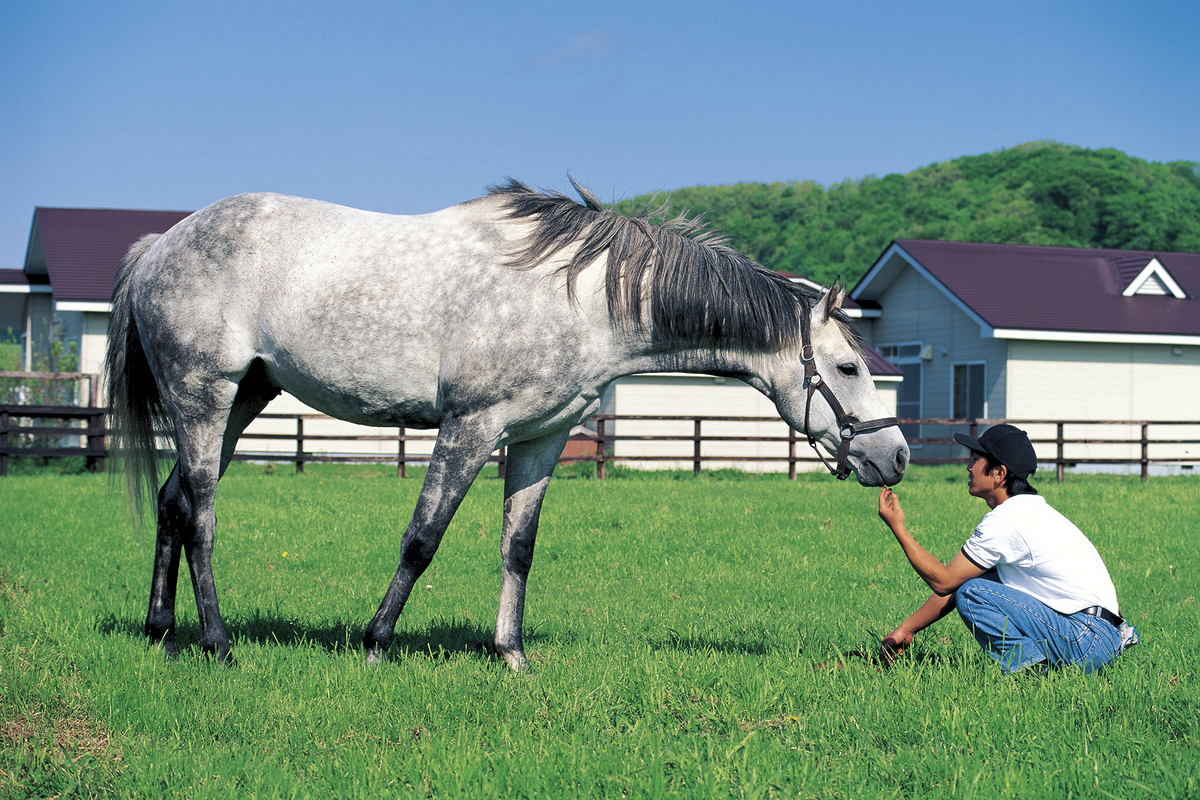 オグリキャップの写真集が重版決定の画像