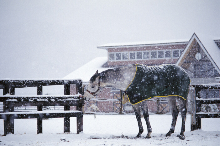 オグリキャップの写真集が重版決定