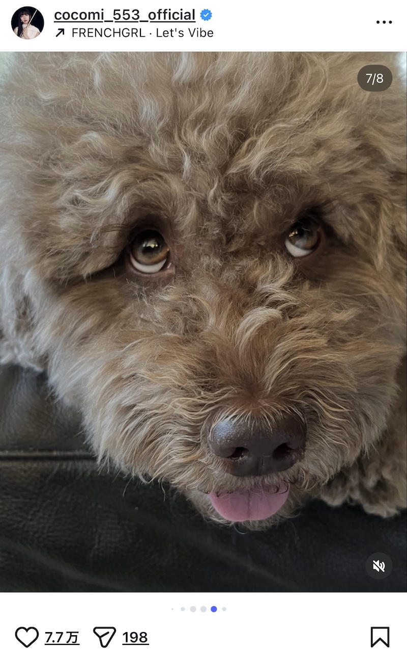 Cocomi、Kōki,・愛犬との散歩ショットの画像