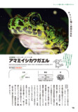 東大生によるカエル偏愛図鑑発売の画像