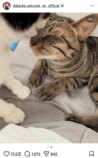 佐久間大介、愛猫2匹と幸せショット公開の画像