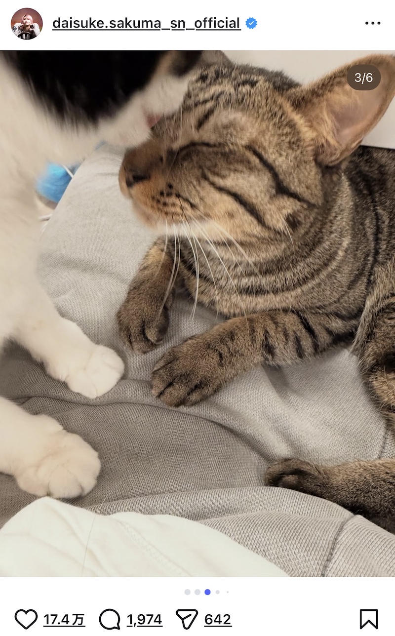 佐久間大介、愛猫2匹と幸せショット公開の画像