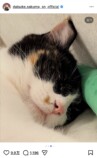 佐久間大介、愛猫2匹と幸せショット公開の画像