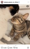 佐久間大介、愛猫2匹と幸せショット公開の画像