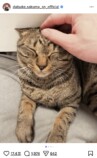 佐久間大介、愛猫2匹と幸せショット公開の画像