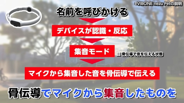 骨伝導集音器を装着した難聴のワンちゃん