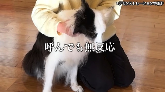 骨伝導集音器を装着した難聴のワンちゃん