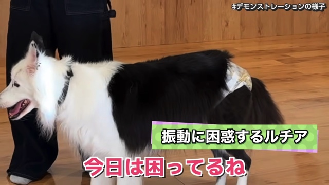 骨伝導集音器を装着した難聴のワンちゃん