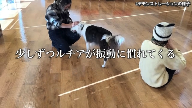 骨伝導集音器を装着した難聴のワンちゃん