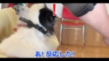 骨伝導集音器を装着した難聴のワンちゃん