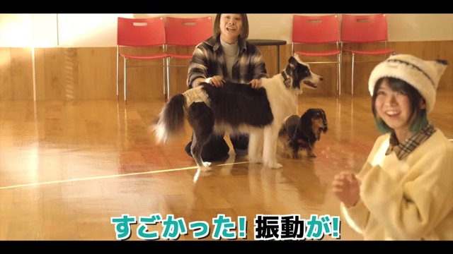 骨伝導集音器を装着した難聴のワンちゃん