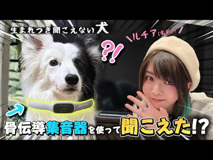 難聴のワンちゃん用の骨伝導集音器に反響