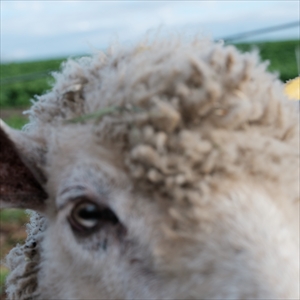 No.MEN『BAA, AS THE SHADOWS LOOM』ジャケット写真