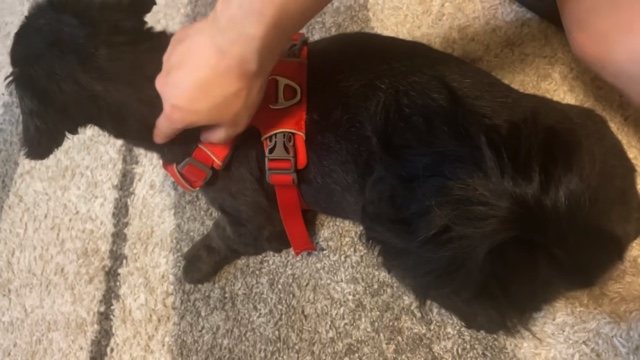 もずくに舐められ続ける銀次