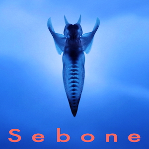 『Sebone -脊椎盤-』ジャケット写真