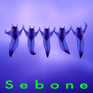 『Sebone -脊髄盤-』ジャケット写真
