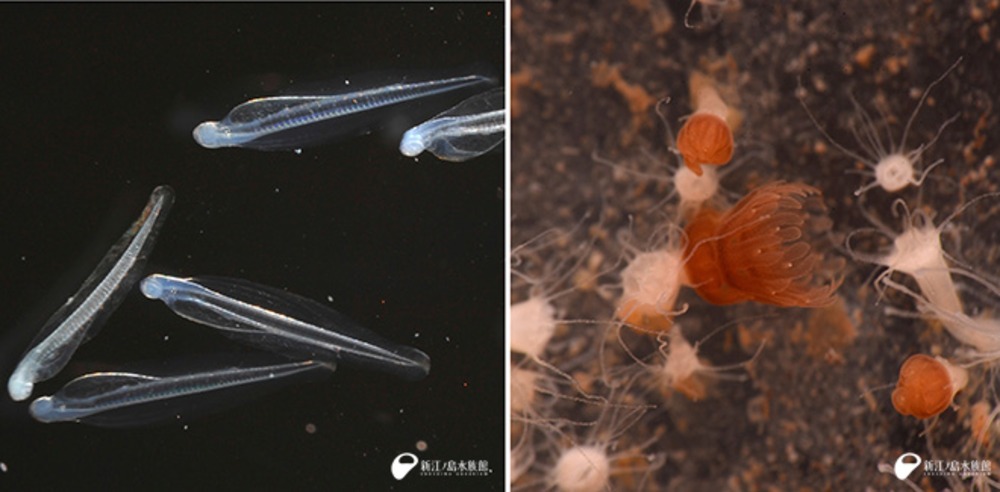 カタクチイワシ／ミズクラゲ