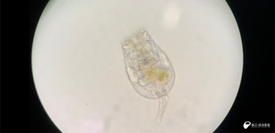 シオミズツボワムシ（拡大）